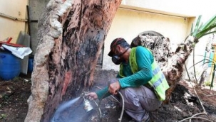 Anıt ağaçlar emin ellerde