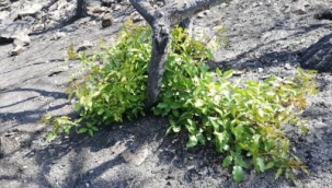 "Bir Fidan Bir Dünya" kampanyası büyüyor