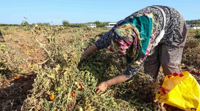 Buca'da, tarlada kalan ürünler kadınlara kazanç sağladı