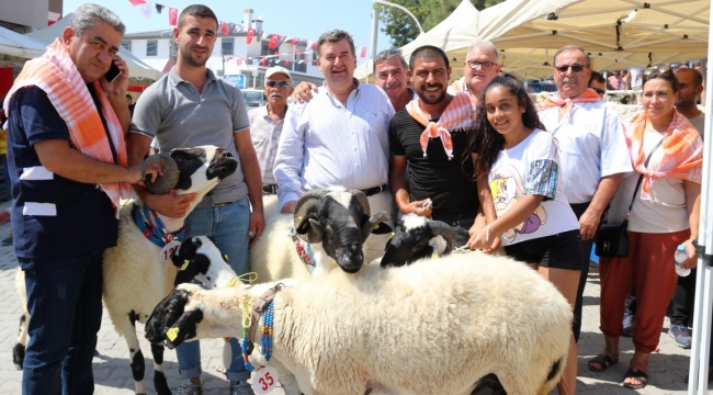 6. Ovacık Tarım ve Sakız Koyunu Festivali başlıyor!