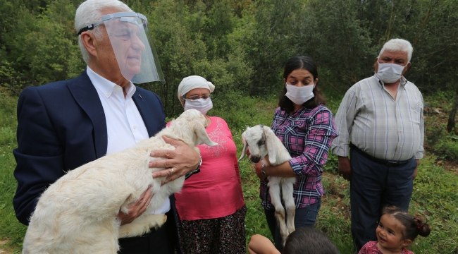 Büyükşehir 5 İlçede daha kadın üreticilere kıl keçisi desteği sağlıyor