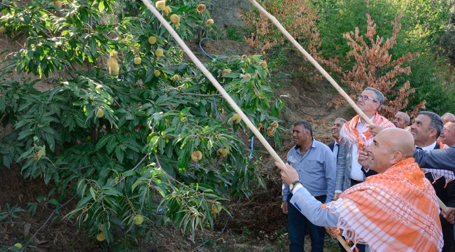 Beydağ Çomaklar'da Kestane Festivali