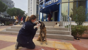 Ada'da can dostlara yardımeli 