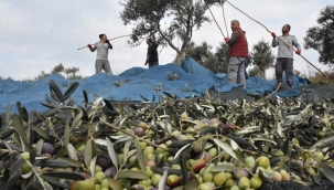 Edremit Belediyesi kendi zeytinyağını üretiyor