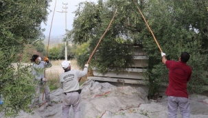 Turgutlu'da zeytinler ihtiyaç sahiplerine aş oluyor!