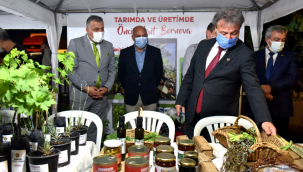 Bornova'da zeytin yetiştirme teknikleri eğitimi