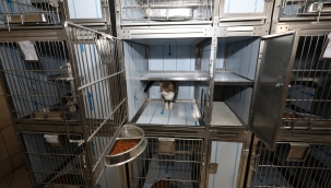 Can dostların kafesleri artık daha konforlu