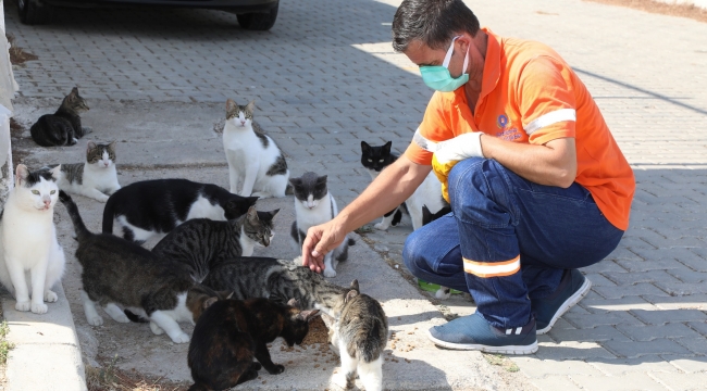 Gaziemir'de 5 bin 304 hayvana şefkat eli uzandı