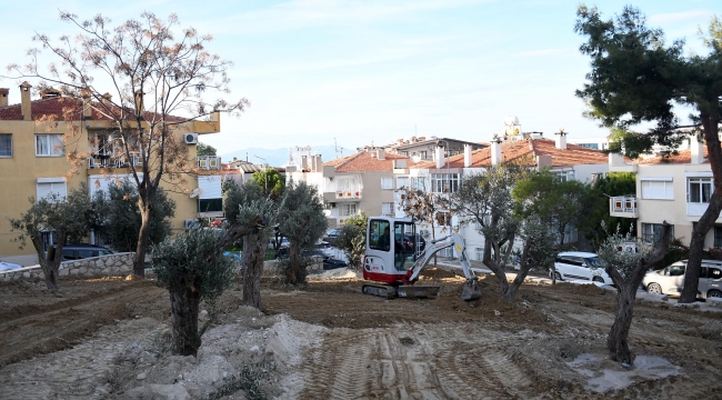 Kuşadası Belediyesi, zeytin ağaçlarını kurtardı!