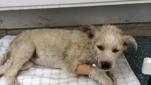 Menderes Belediyesi can verdi!