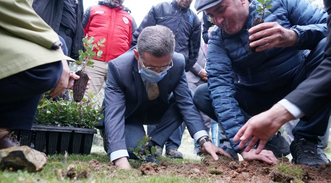 Üreticilere 20 bin adet keçiboynuzu fidanı dağıtıldı