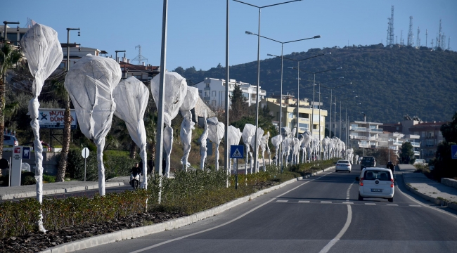 Ada'da ağaçlara özel koruma