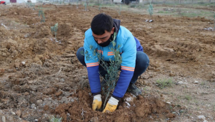 Fidan dikelim, geleceğe umut olalım
