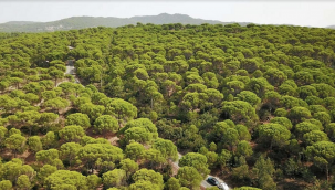 Ayvalık'ta hukuk zaferi!