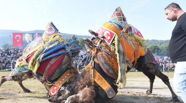 Şampiyon develer Torbalı Arenası'ndaydı