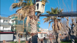 Daha yeşil bir Didim için