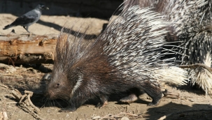 Doğal Yaşam Parkı'nın 24 sakininin yeni evi Antalya