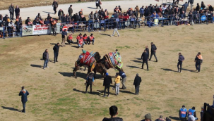 Konaklı, 25. kez deve güreşlerine ev sahipliği yaptı