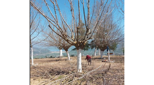 Beydağ'da budama çalışmaları devam ediyor