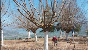 Beydağ'da budama çalışmaları devam ediyor