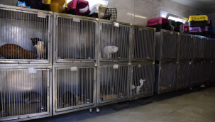 Bornova'da can dostlara yeni klinik