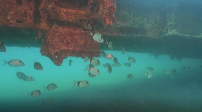 Kuşadası Belediyesi dalış merkezi olma yolunda