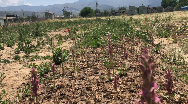 Beydağ Belediyesi salep hasadını gerçekleştirdi 