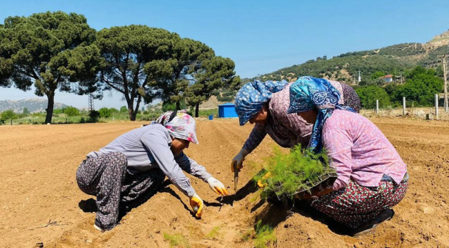 Beydağ'da ilk kez kuşkonmaz üretimine başlandı