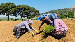 Beydağ'da ilk kez kuşkonmaz üretimine başlandı