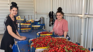 Sancaklıbozköy Kiraz Pazarı yüz güldürüyor