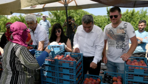 Ada "Fresh Red" şeftali hasadına başladı