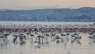 Çiğli'nin "Pembe Misafirleri" Berlin'de boy gösterecek