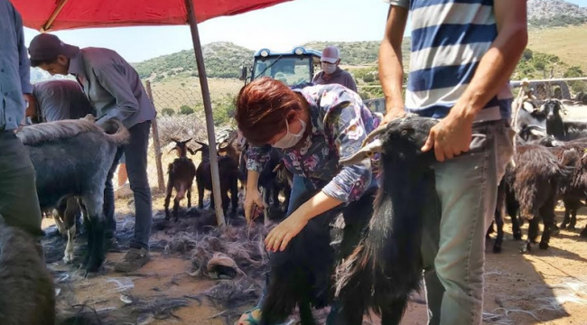 Kırkım Şenliği için tüm hazırlıklar tamam!