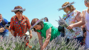 Seferihisar'da lavanta ve ekinezya hasadı şenlikle kutlanacak