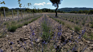 Yunusemre'de Ortaköy Mesire Alanı lavantalarla doldu