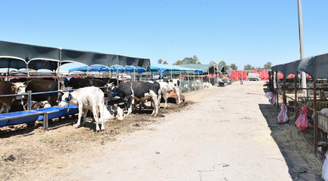 Çiğli Belediyesi Kurban Bayramı'na hazır