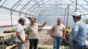 Söke Belediyesi serasında kapasite 3'e katlanıyor