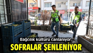 Bağcılık kültürü canlanıyor, sofralar şenleniyor
