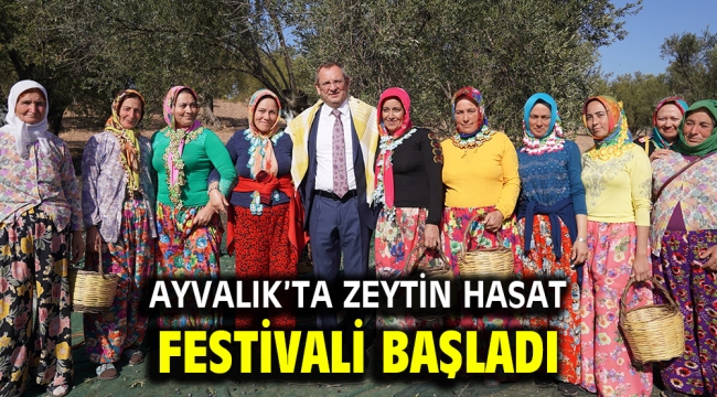 Ayvalık'ta Zeytin Hasat Festivali Başladı