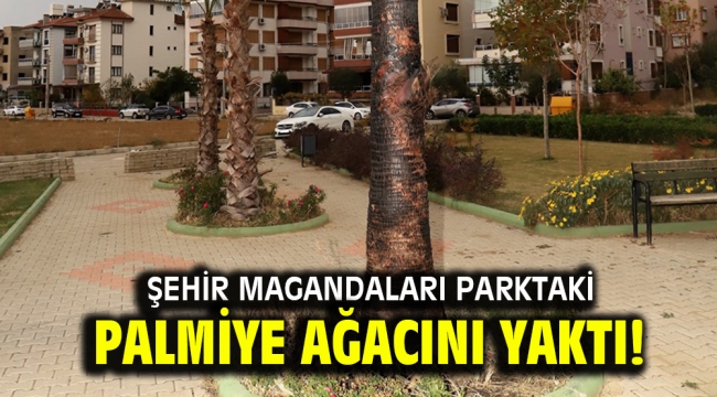 Şehir magandaları parktaki palmiye ağacını yaktı! 