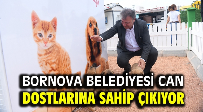 Bornova Belediyesi can dostlarına sahip çıkıyor