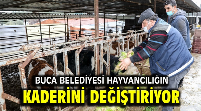 Buca Belediyesi hayvancılığın kaderini değiştiriyor