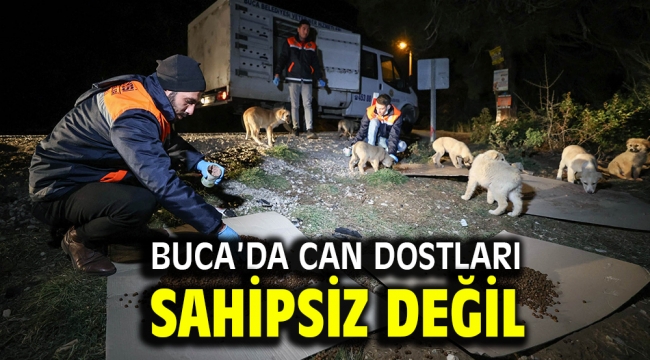 Buca'da can dostları sahipsiz değil