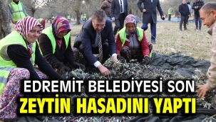 EDREMİT BELEDİYESİ SON ZEYTİN HASADINI YAPTI