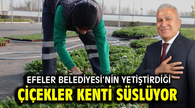 EFELER BELEDİYESİ'NİN YETİŞTİRDİĞİ ÇİÇEKLER KENTİ SÜSLÜYOR