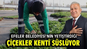 EFELER BELEDİYESİ'NİN YETİŞTİRDİĞİ ÇİÇEKLER KENTİ SÜSLÜYOR