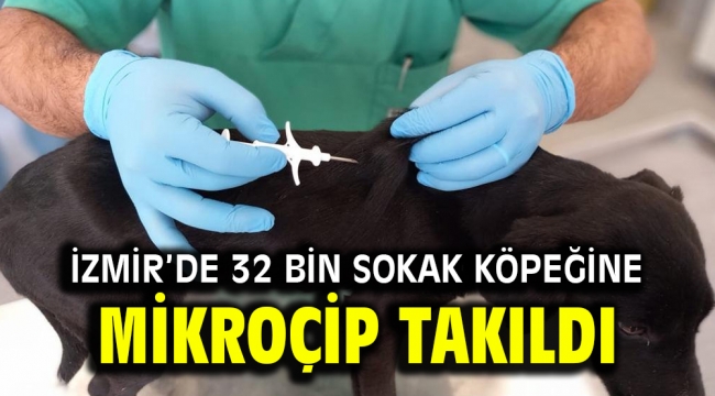 İzmir'de 32 bin sokak köpeğine mikroçip takıldı