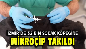 İzmir'de 32 bin sokak köpeğine mikroçip takıldı