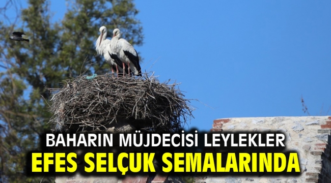 Baharın müjdecisi leylekler Efes Selçuk semalarında