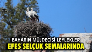 Baharın müjdecisi leylekler Efes Selçuk semalarında
